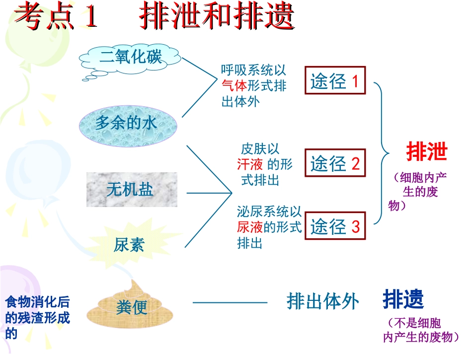 gg人体内废物的排出(新)_第2页