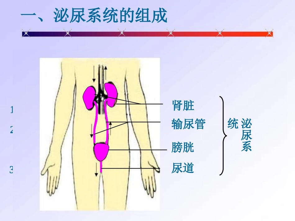 gg人体内废物的排出(新)_第3页