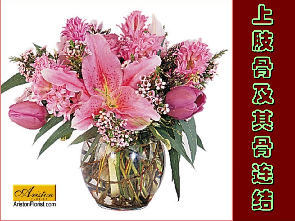 D上肢骨及其骨连结_第1页