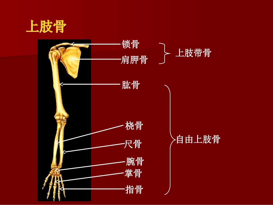 D上肢骨及其骨连结_第2页