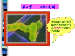 DNA复制和蛋白质合成