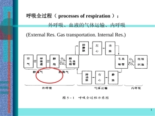 dl呼吸功能衰竭