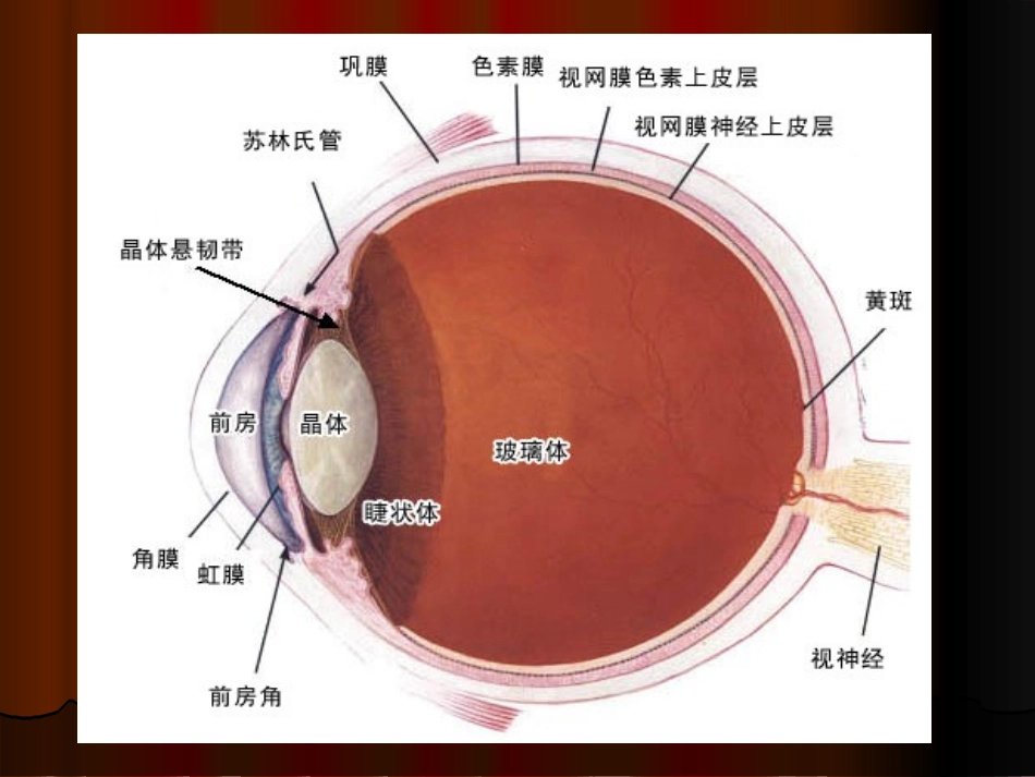 Diabetic-retinopathy糖尿病视网膜病变英文_第2页
