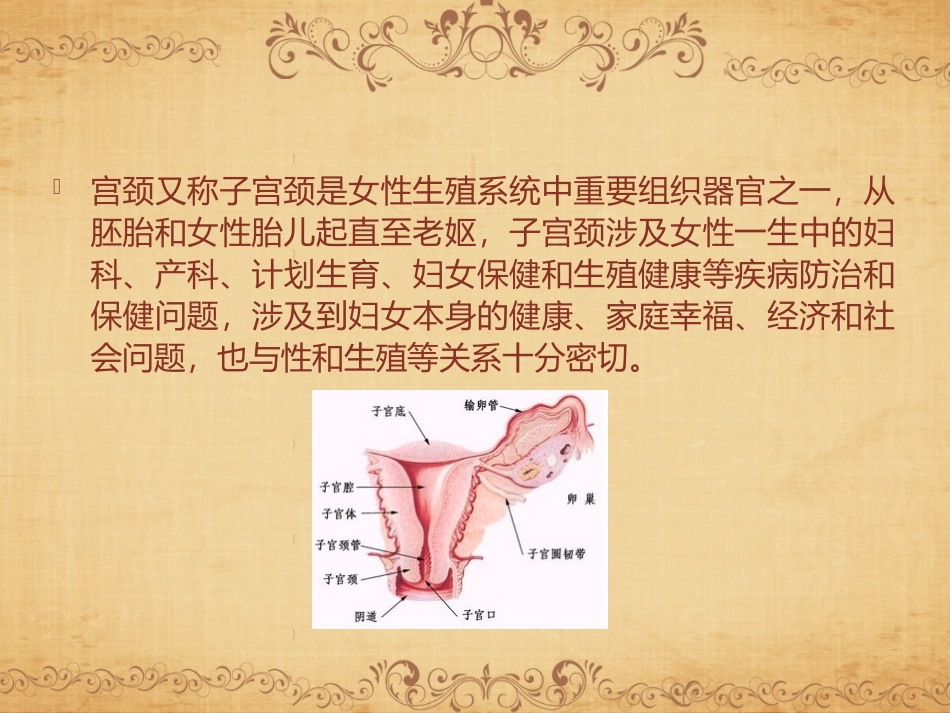CIN与宫颈健康概要_第2页
