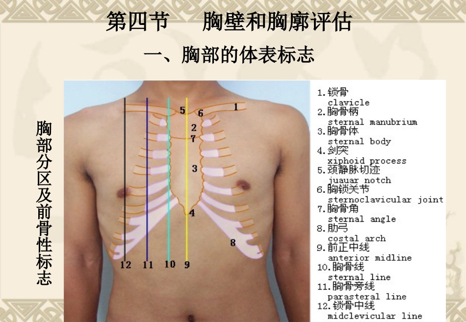 chapter4肺与胸膜评估_第3页