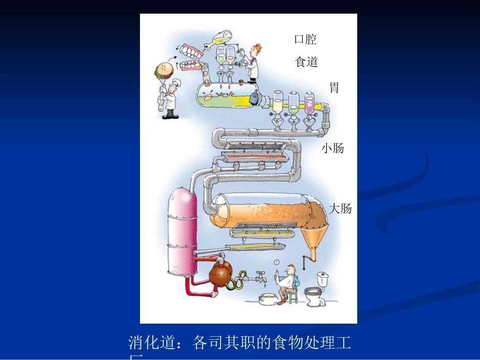 Chapt-21：消化道的吸收功能_第3页