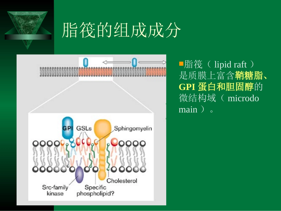 chap6 GPI蛋白_第3页