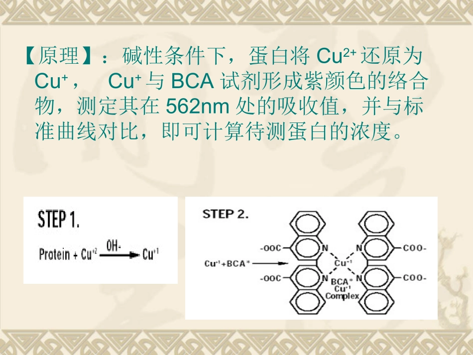 BCA法测蛋白1_第2页