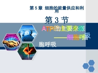 ATP的主要来源——细胞呼吸一轮复习