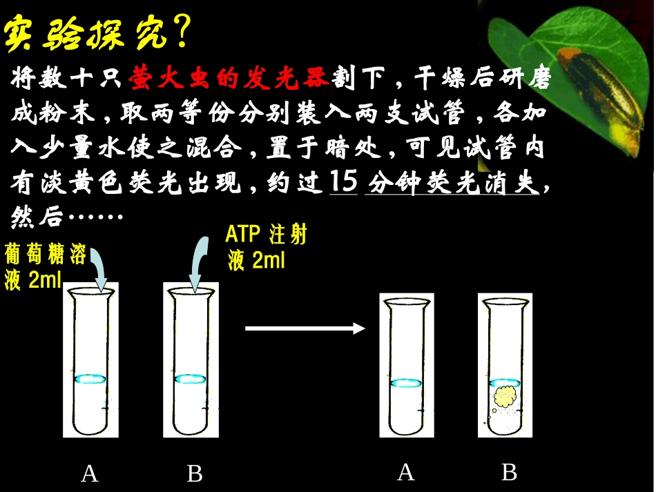 ATP-细胞的能量通货ppt_第2页