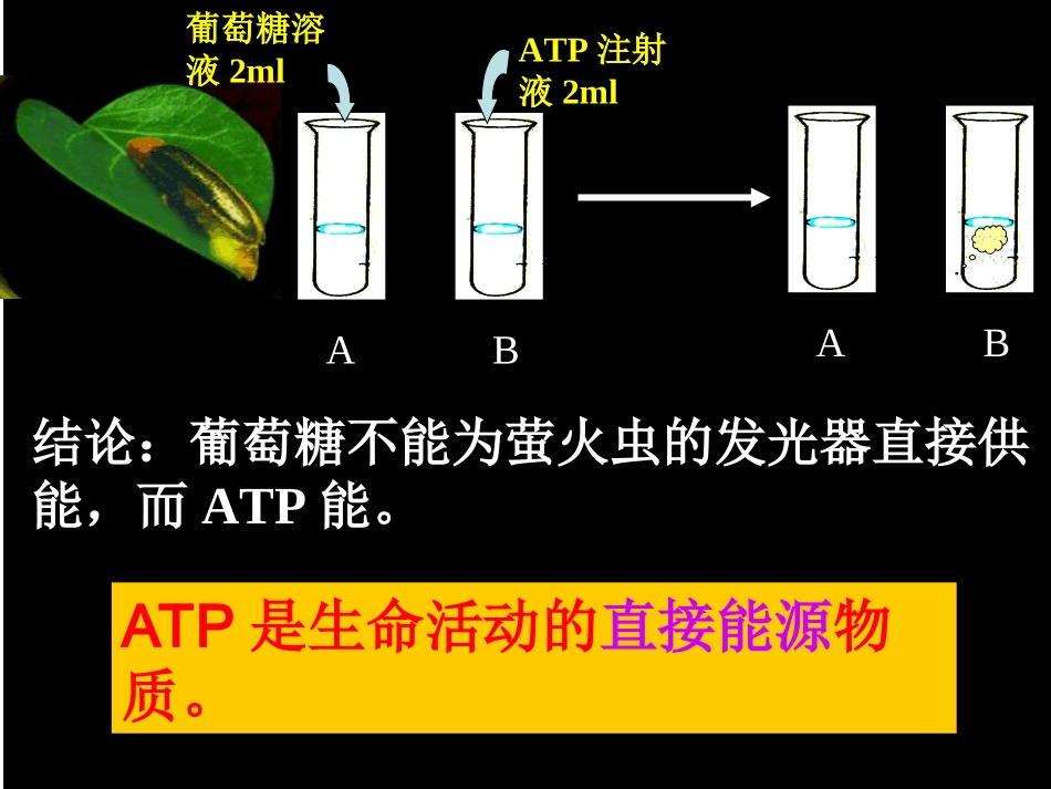 ATP-细胞的能量通货ppt_第3页