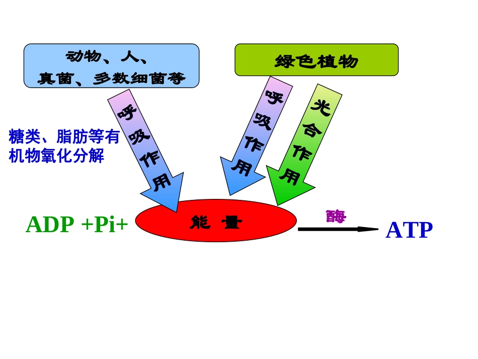 ATP的主要来源-细胞呼吸(上课)综述_第2页