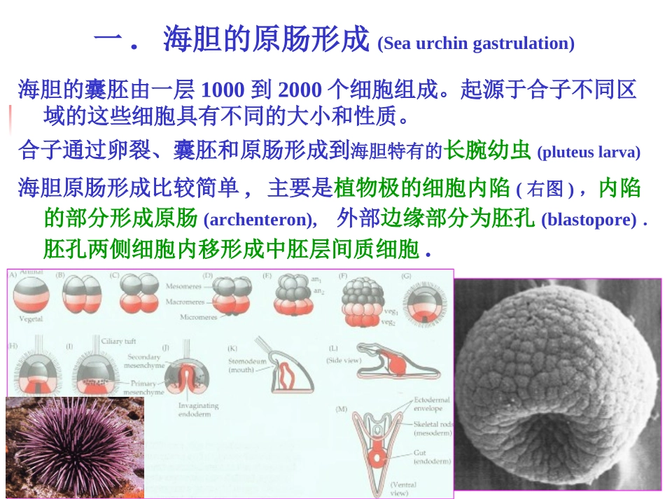 A-第4章--原肠形成_第3页