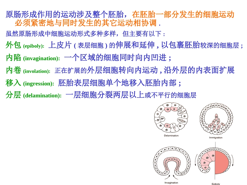 A-第4章  原肠形成_第2页