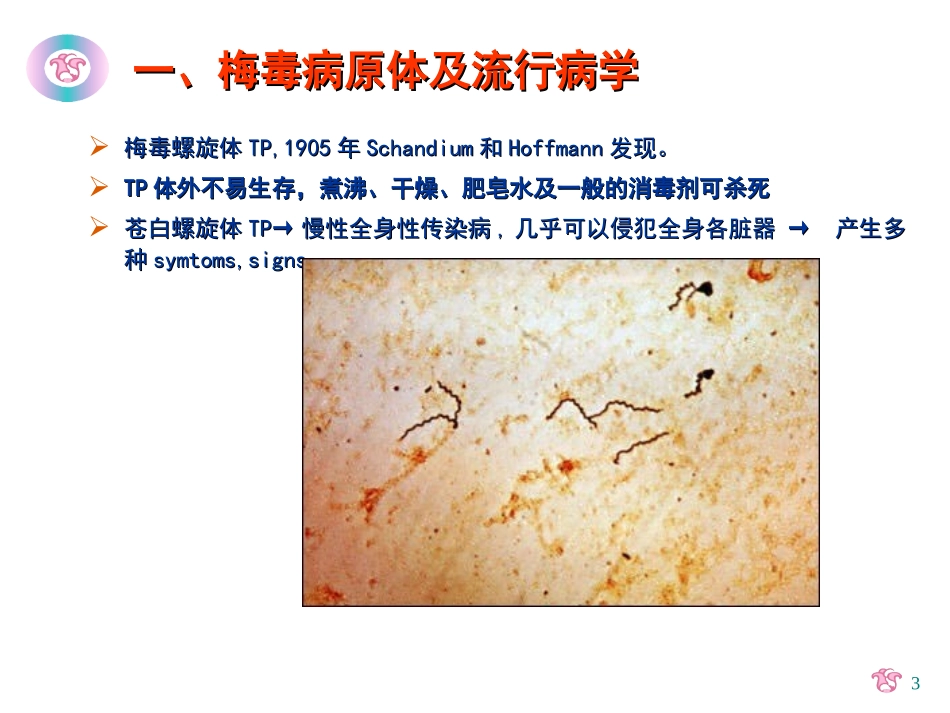 a-妊娠合并梅毒_第3页