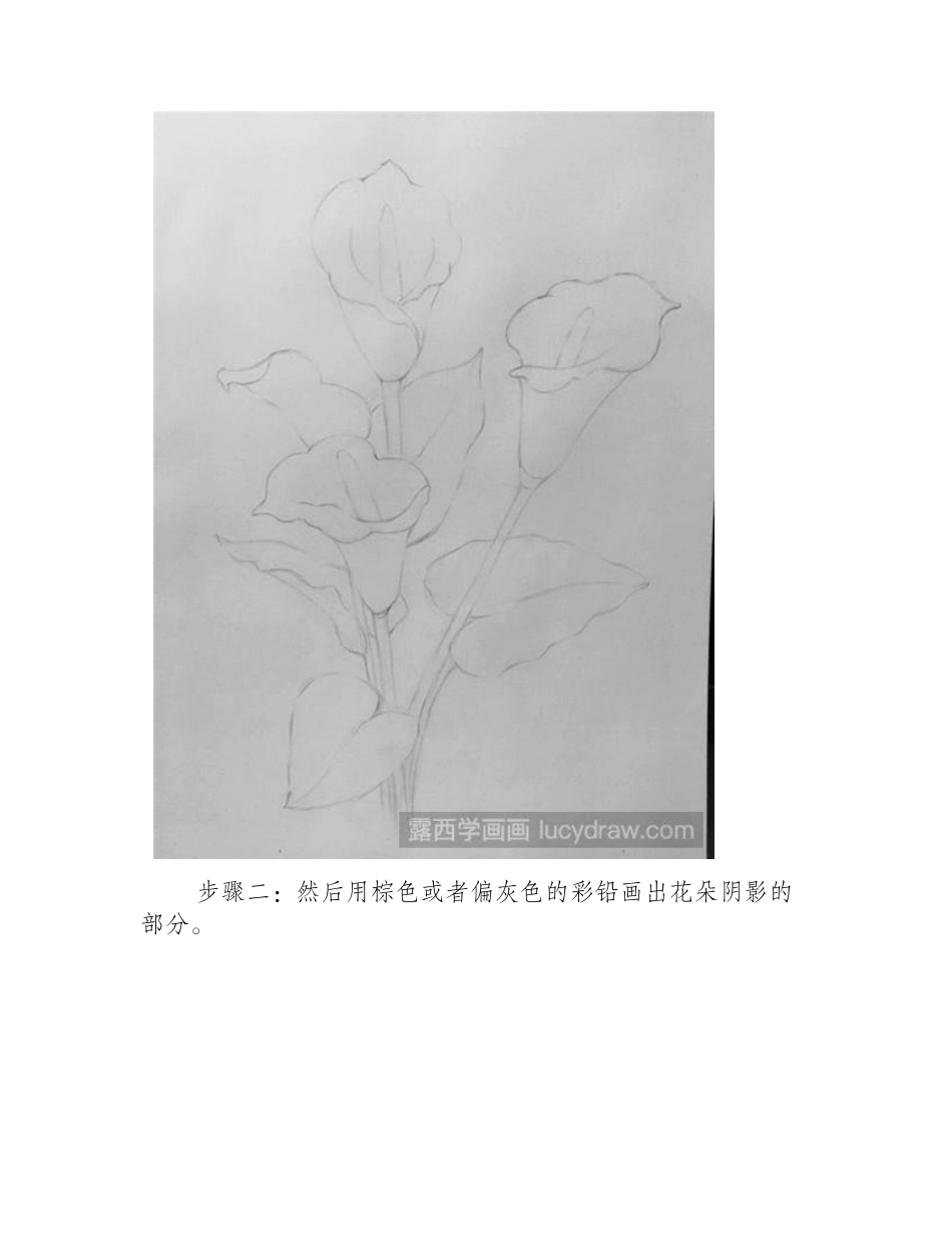 最美马蹄莲彩铅画教程彩铅画教程_第2页