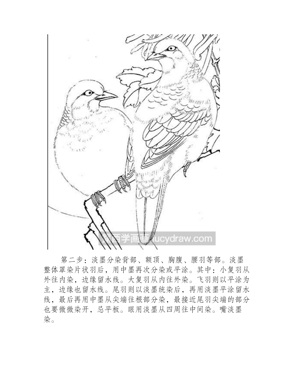 怎么画工笔画斑鸠工笔画教程_第2页