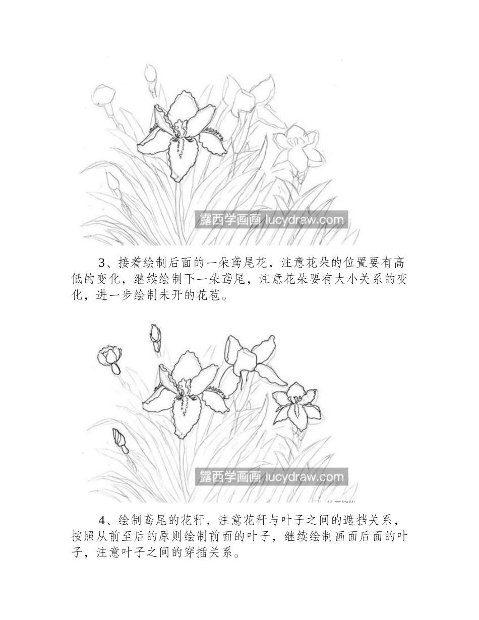 鸢尾花怎么画_钢笔画蓝蝴蝶有几个步骤_钢笔画教程_第2页