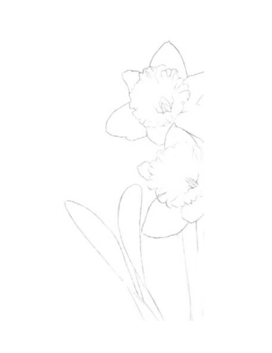 洋水仙怎么画_黄色水仙花的画法是什么_儿童画教程_第2页