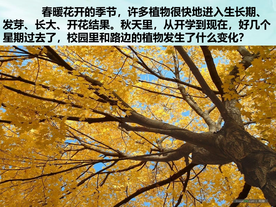 17-植物有哪些相同特点_第2页