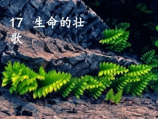17《生命的壮歌》