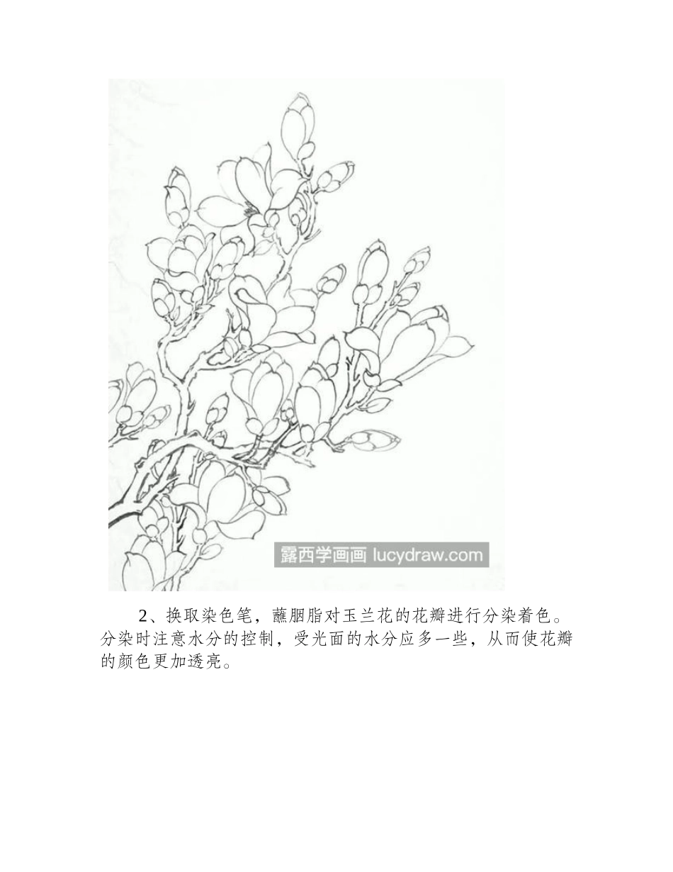 玉兰花的画法是什么_望春花的工笔步骤有几步_工笔画教程_第2页