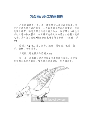 怎么画八哥工笔画教程