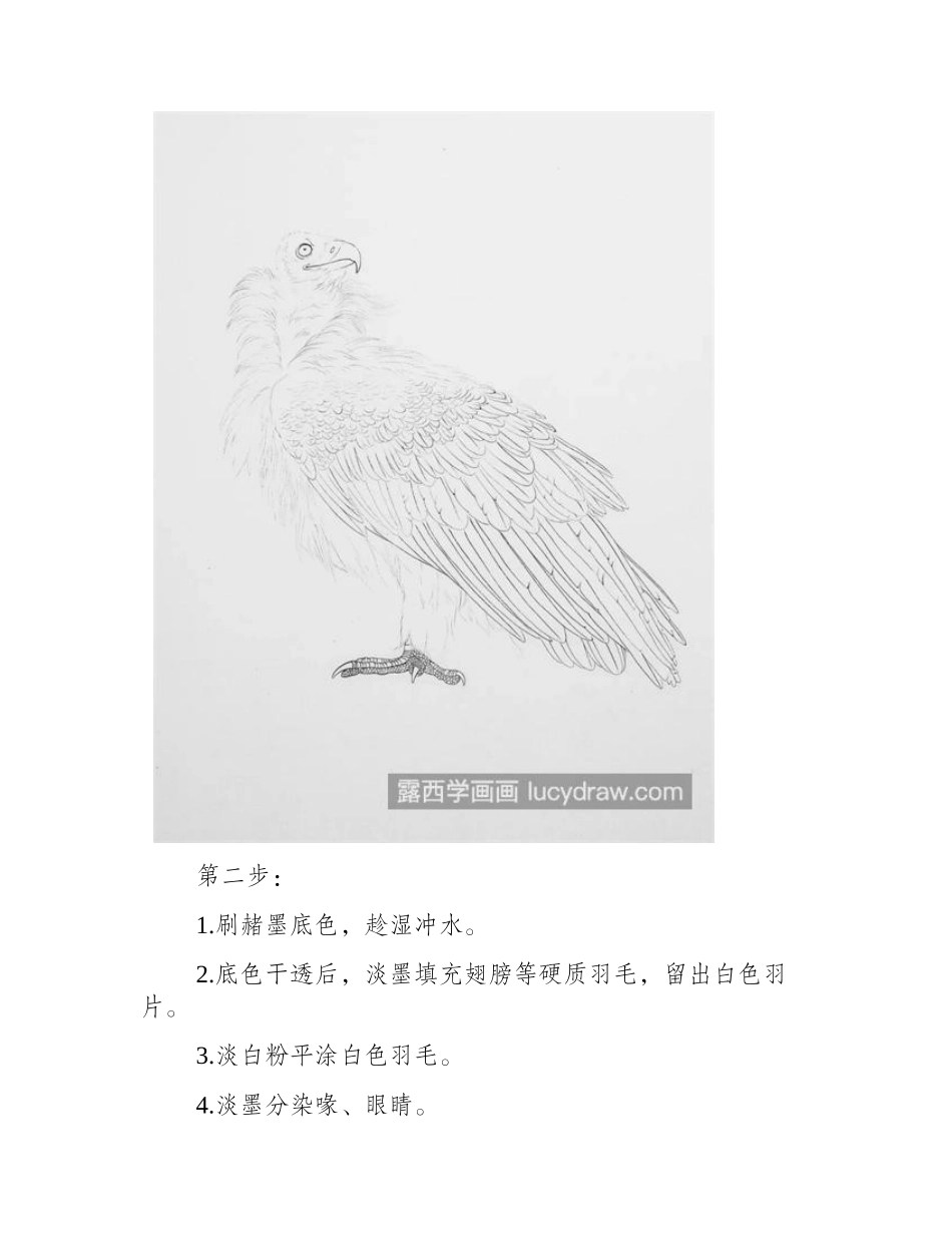 站立的老鹰怎么画_绘画步骤有哪些_工笔画教程_第2页