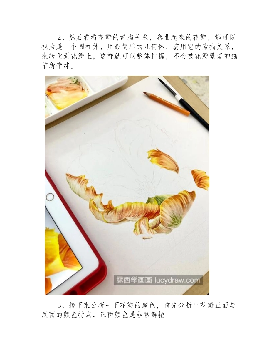 鹦鹉郁金香怎么画_绘画步骤有哪些_水彩画教程_第2页