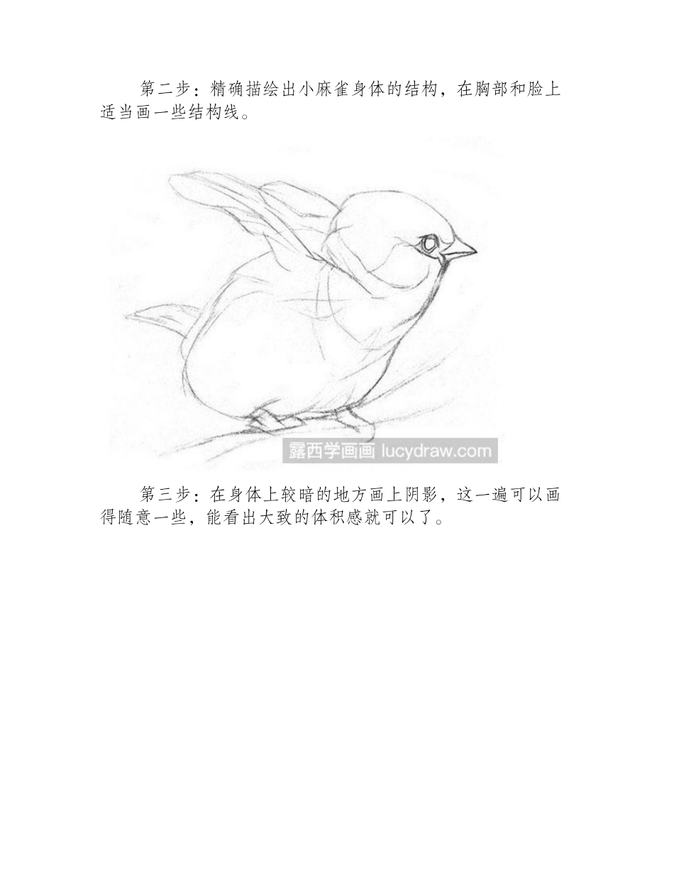 怎么画素描小麻雀素描教程_第2页
