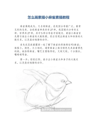 怎么画素描小麻雀素描教程