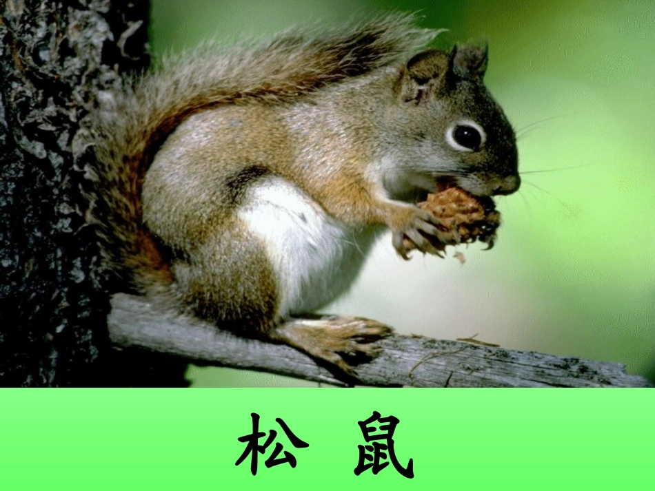 10松鼠和松果课件_第2页