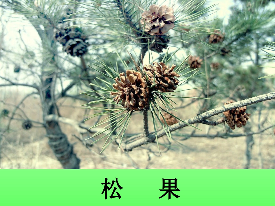 10松鼠和松果课件_第3页