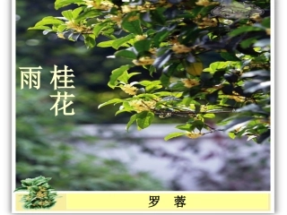 桂花雨PPT(3稿)