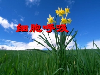 细胞呼吸教学课件