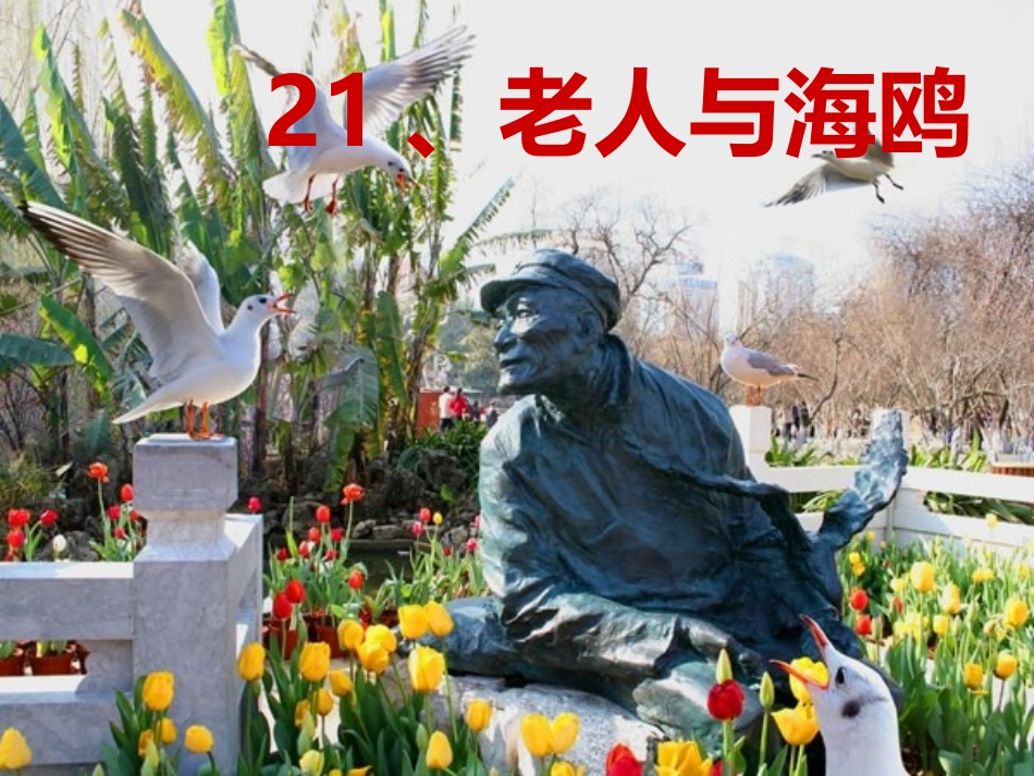 21、老人与海鸥_第1页