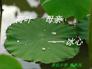 (部编)初中语文人教2011课标版七年级上册荷叶·母亲-(9)