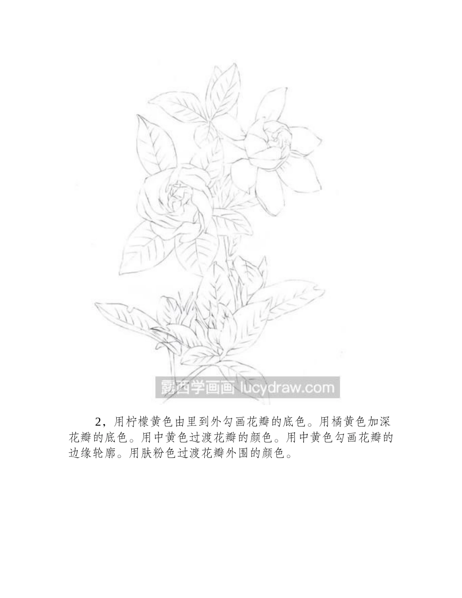 栀子花的彩铅画法彩铅画教程_第2页