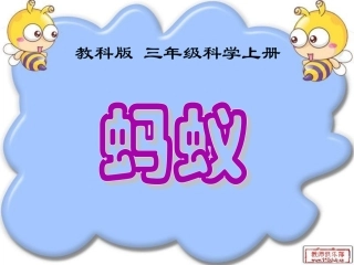 《蚂蚁》课件