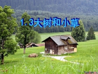 13大树和小草