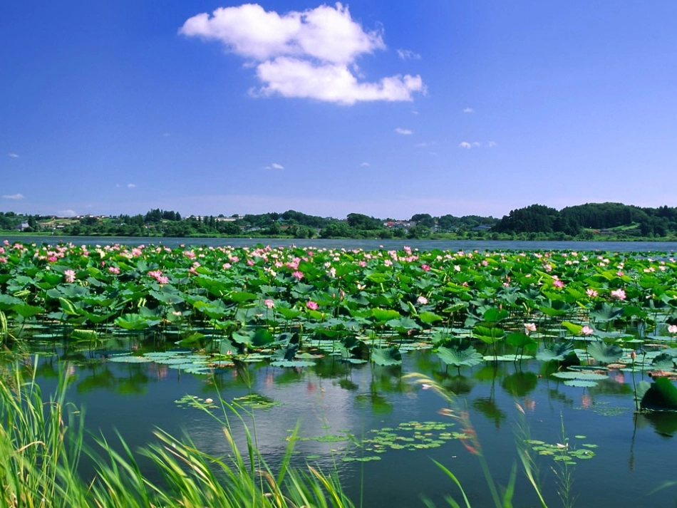 14、荷叶圆圆_第2页