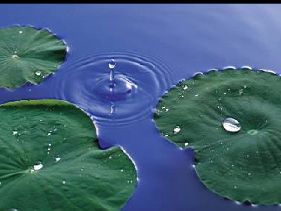 14、荷叶圆圆_第3页