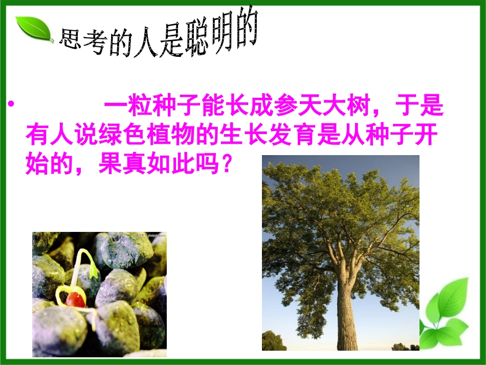 植物的生长发育_第2页