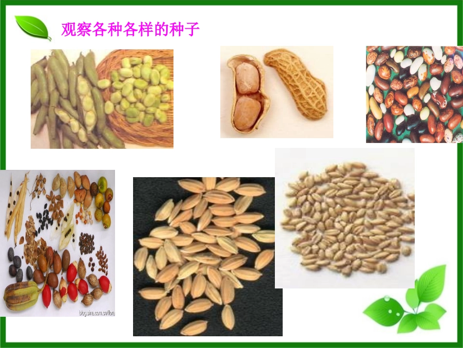 植物的生长发育_第3页