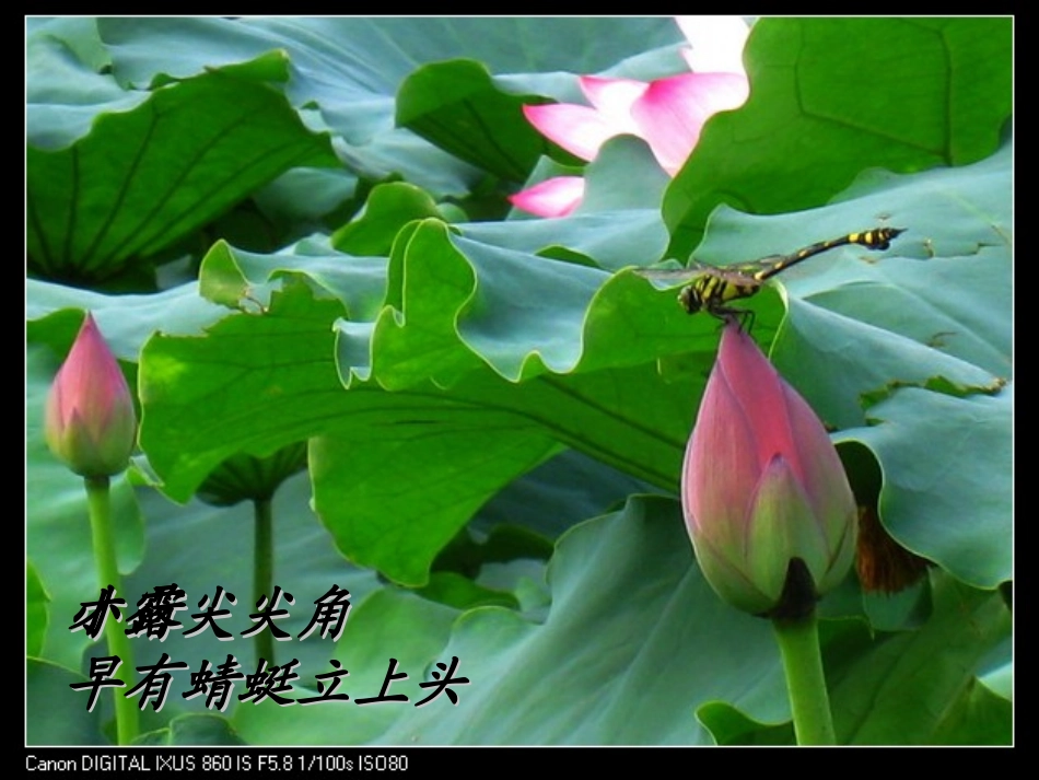 (部编)人教语文2011课标版一年级下册12-古诗二首-(2)_第3页