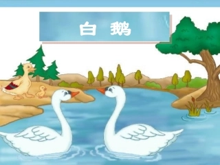 《白鹅》教学课件