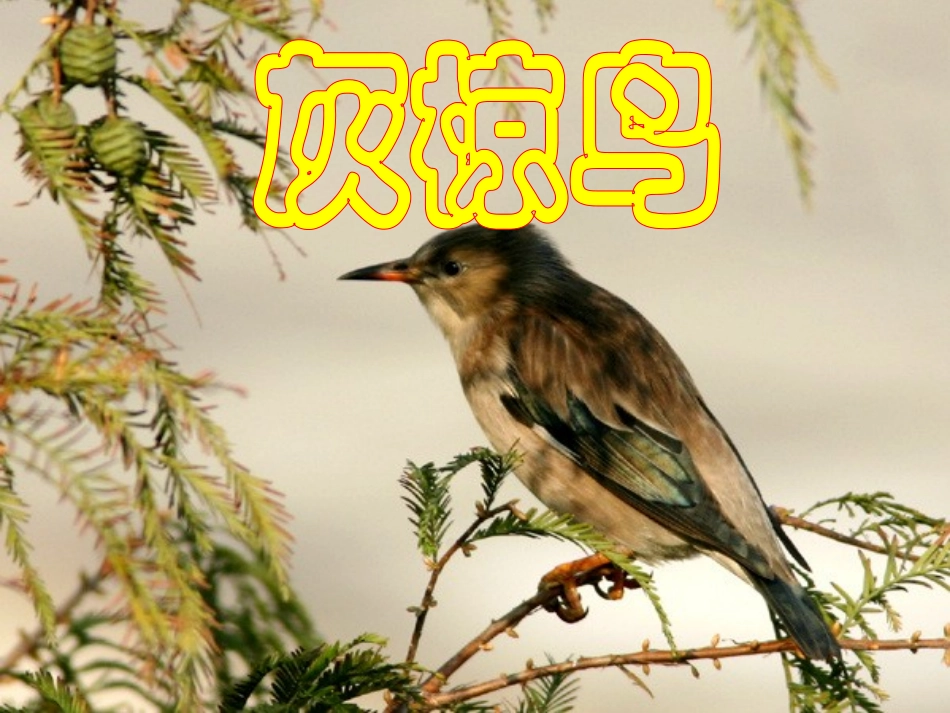 25、灰椋鸟_第1页