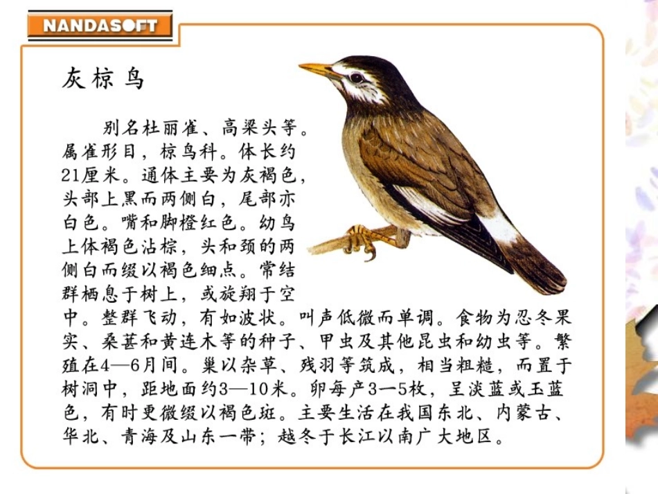 25、灰椋鸟_第2页