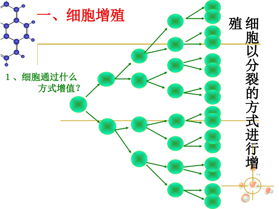人教版必修一第六章第一节细胞的增殖(共41张PPT)_第3页