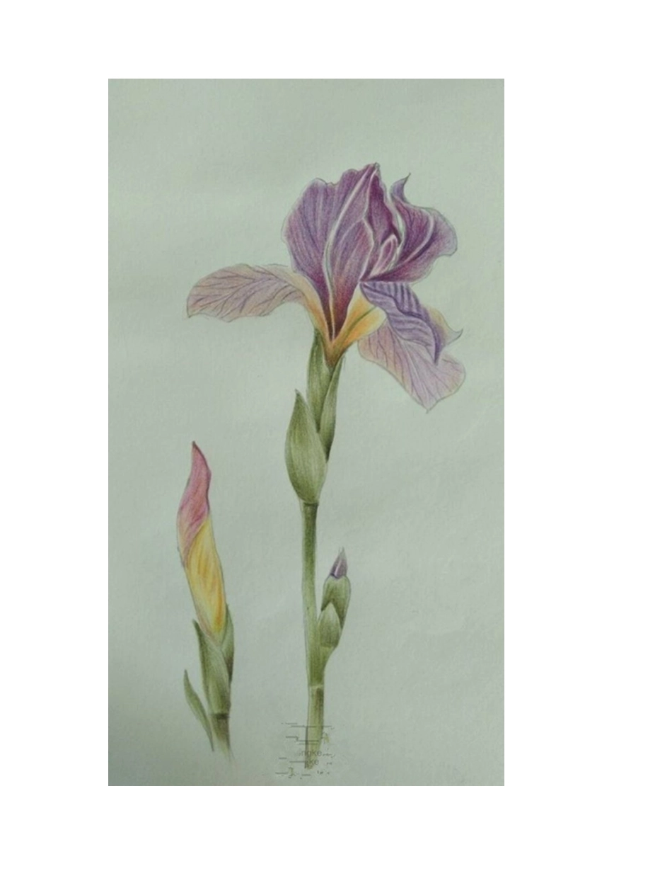鸢尾花彩铅画手绘教程彩铅画教程_第2页